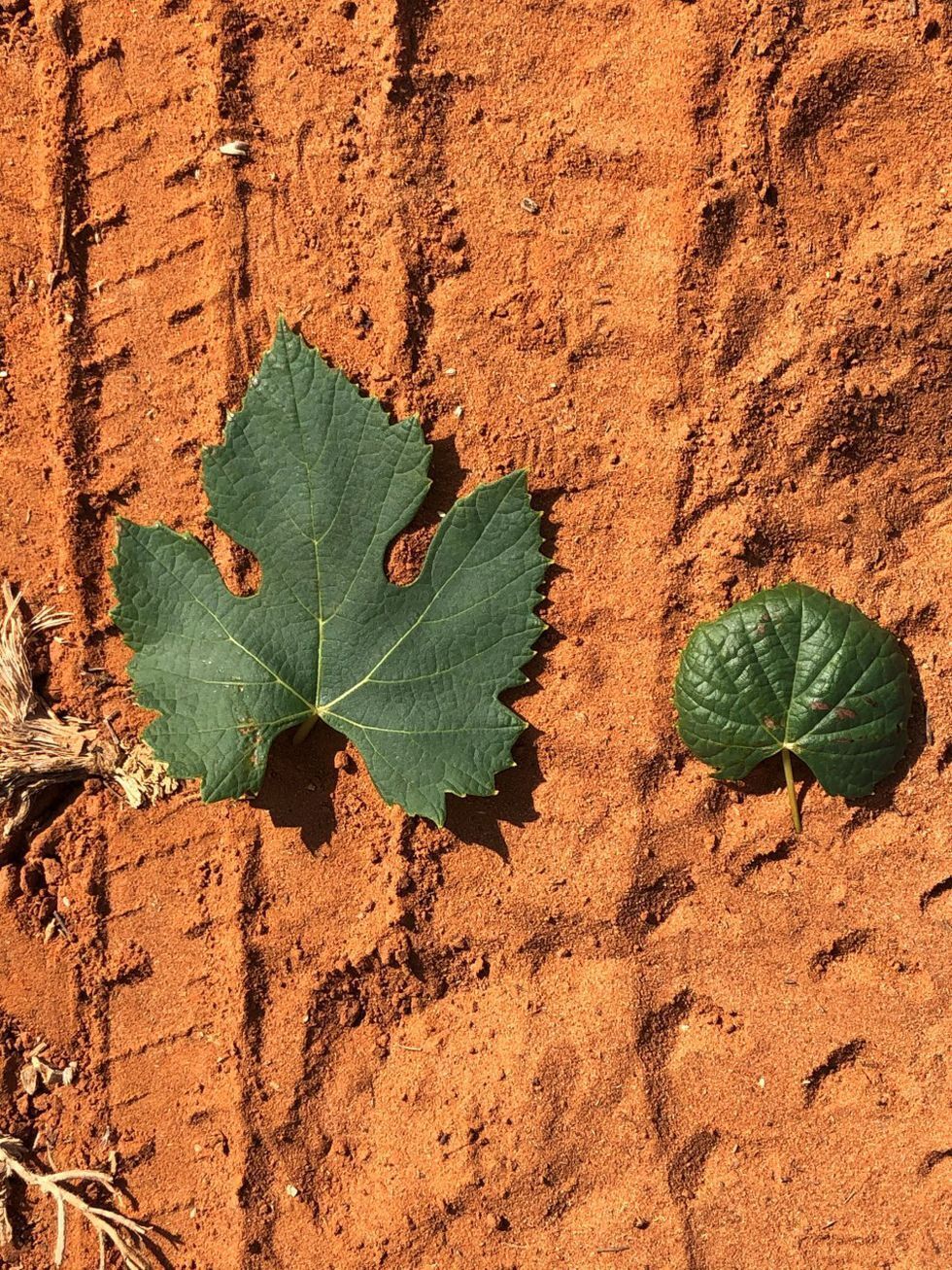 Grape leaves